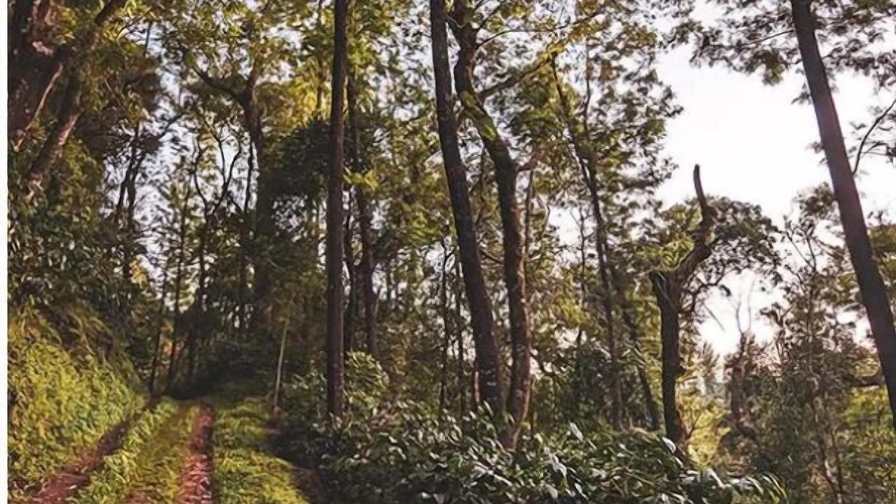 Photo of Outdoor in Chikkamagaluru