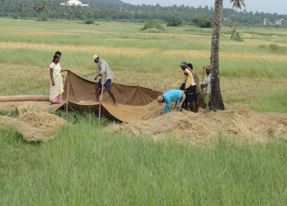 Photo of Others in Arpora