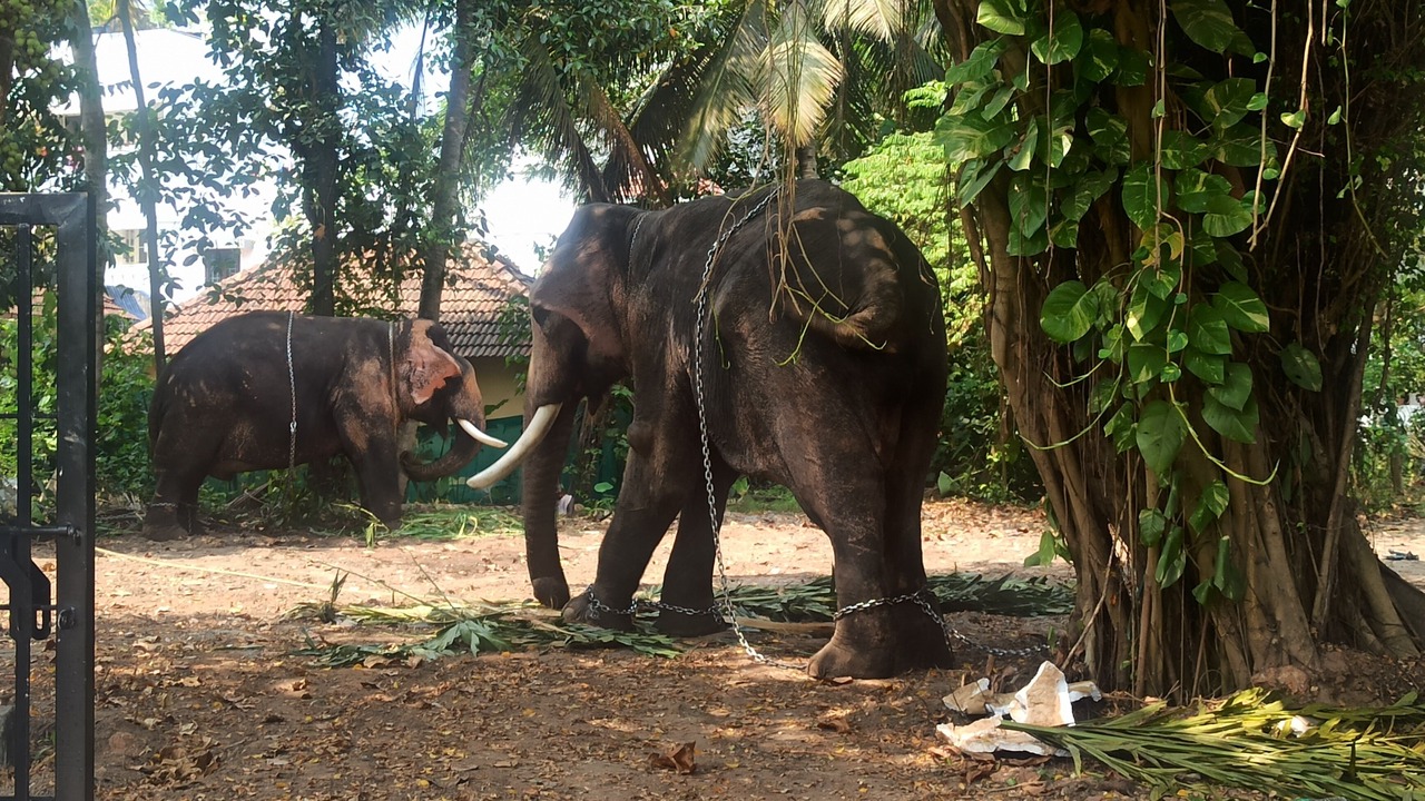 Photo of Outdoor in Kochi
