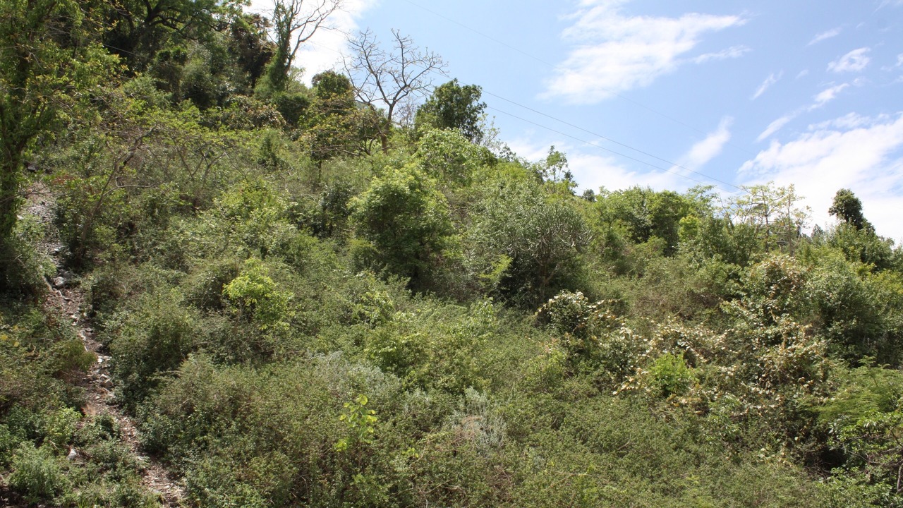 Photo of Others in Bhimtal