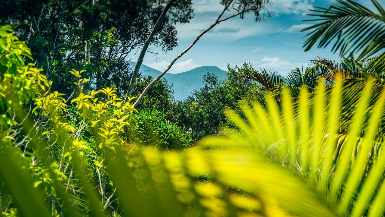 Photo of Others in Bellingen