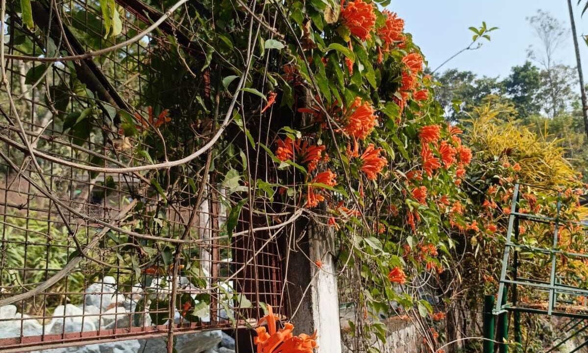 Photo of Outdoor in Rangpo