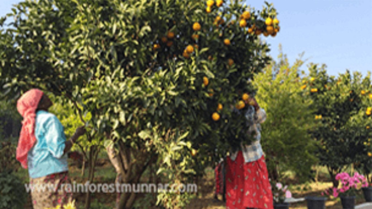 Photo of Outdoor in Devikolam