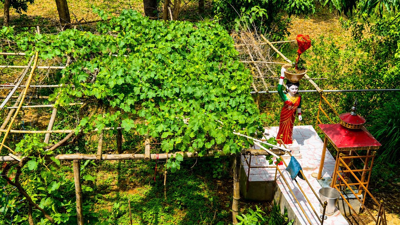 Photo of Others in Dera Gopipur