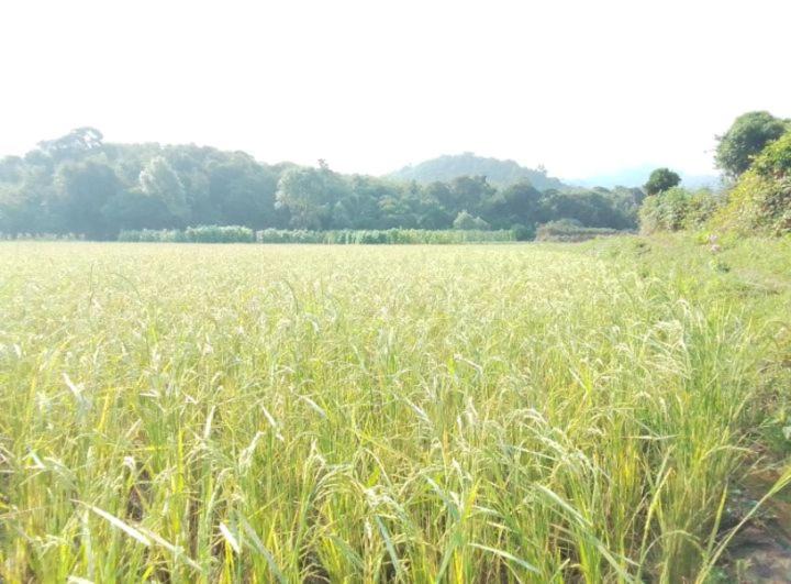 Photo of Others in Madikeri