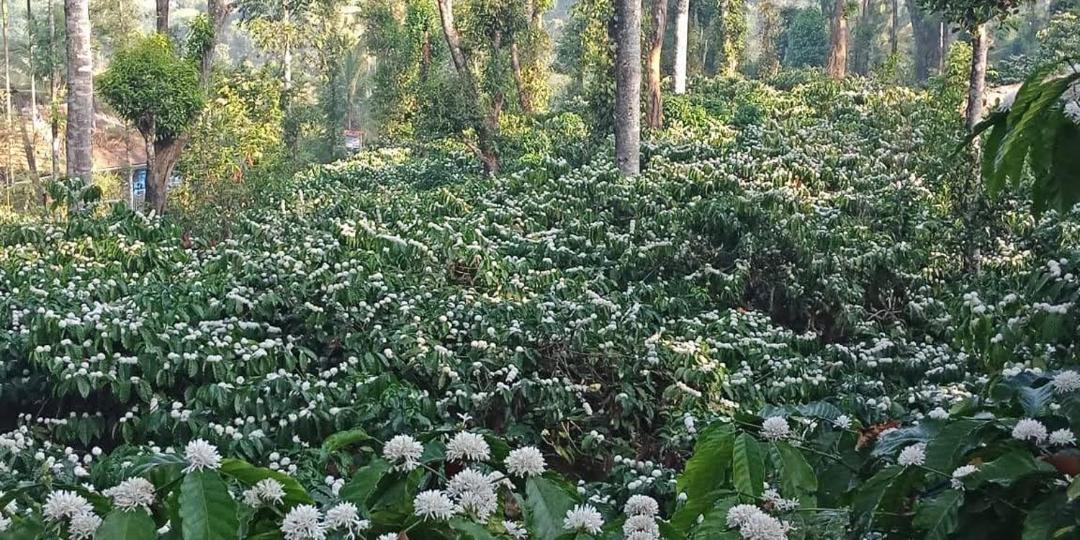 Photo of Outdoor in Madikeri