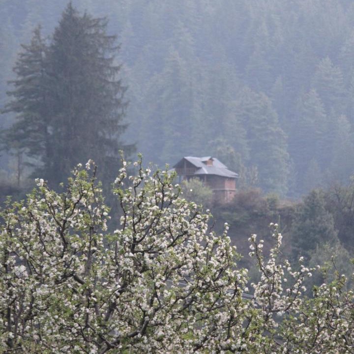 Photo of Others in Kullu