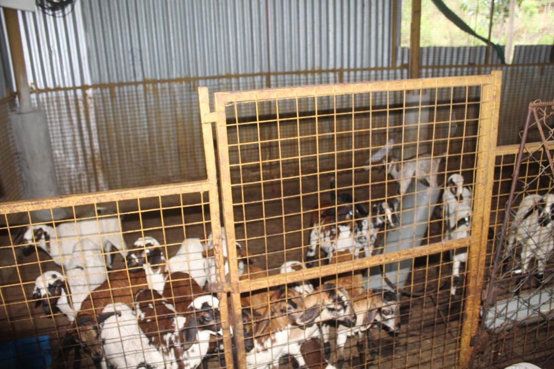 Photo of Others in Tenkasi