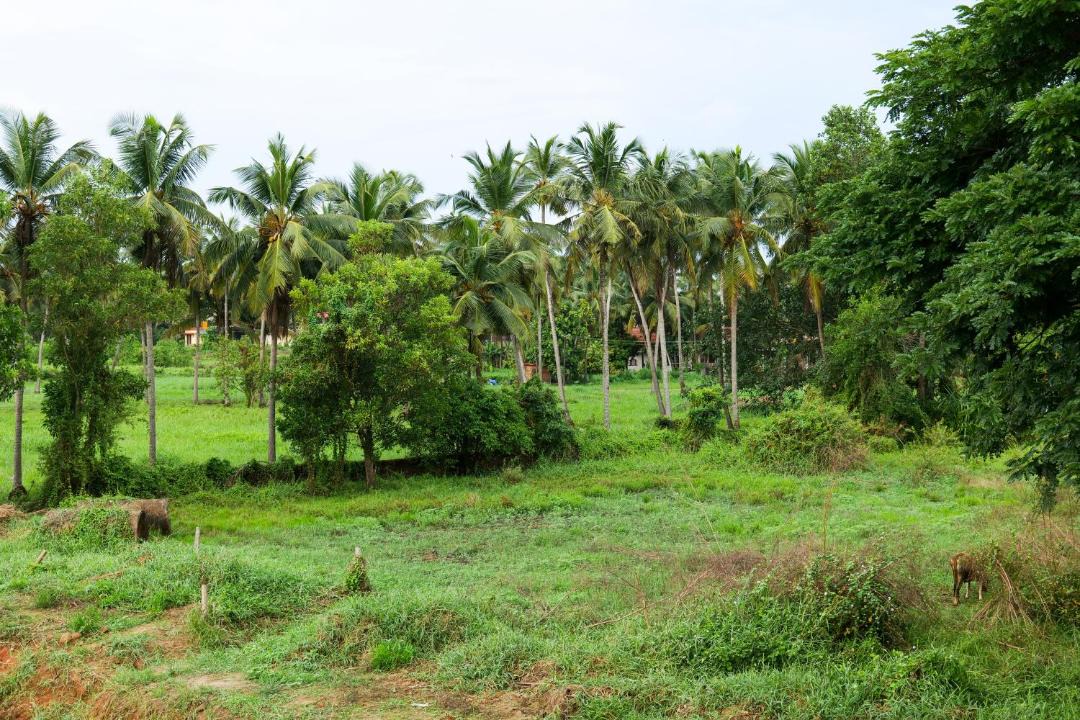 Photo of Others in Mangalore