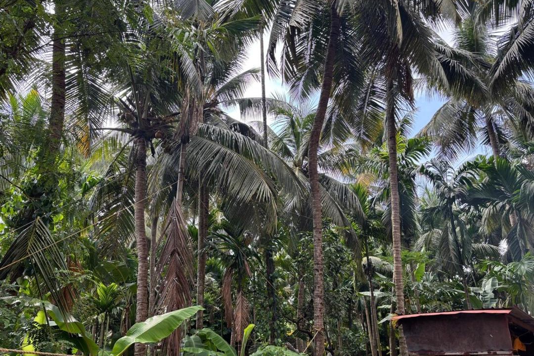 Photo of Others in Honavar