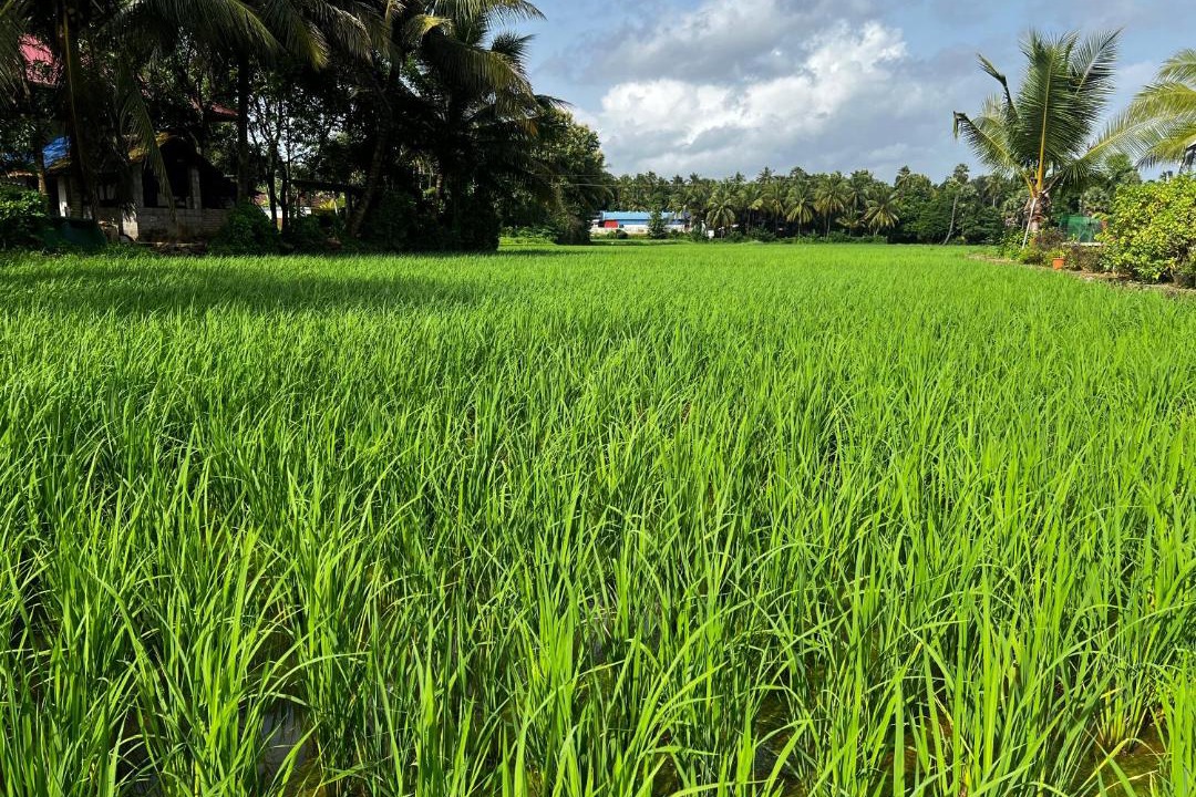 Photo of Others in Alattur