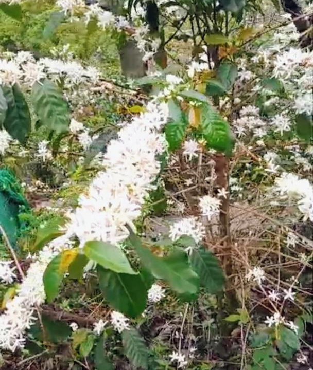 Photo of Others in Kodaikanal