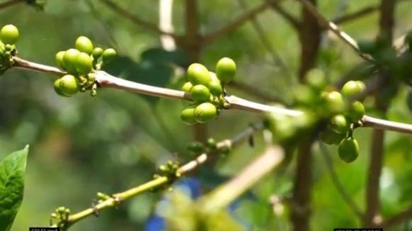 Photo of Others in Kodaikanal