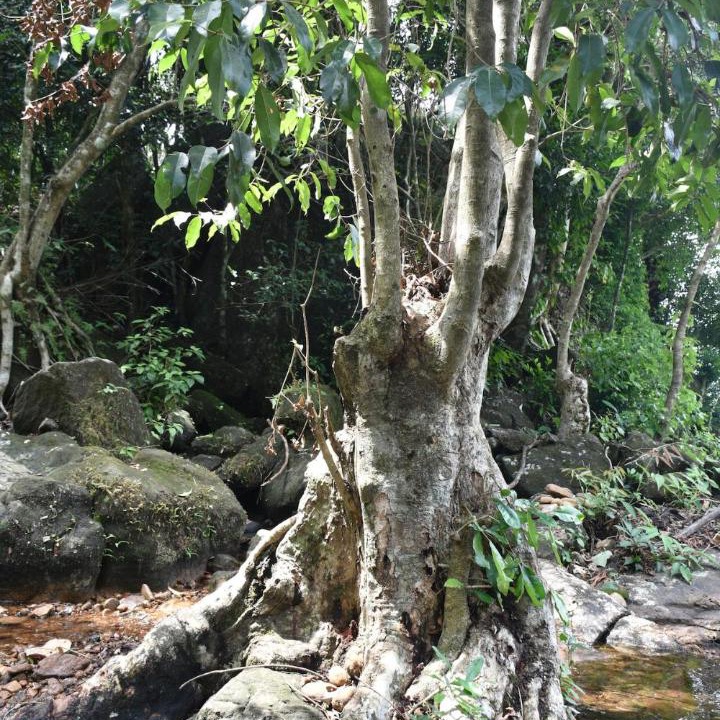 Photo of Others in Elappara