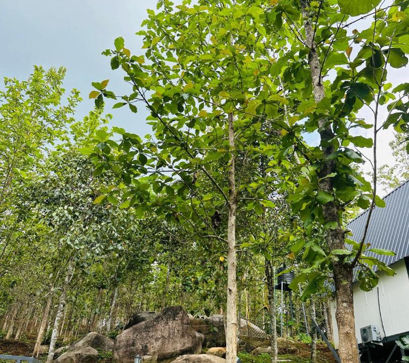 Photo of Outdoor in Alwaye