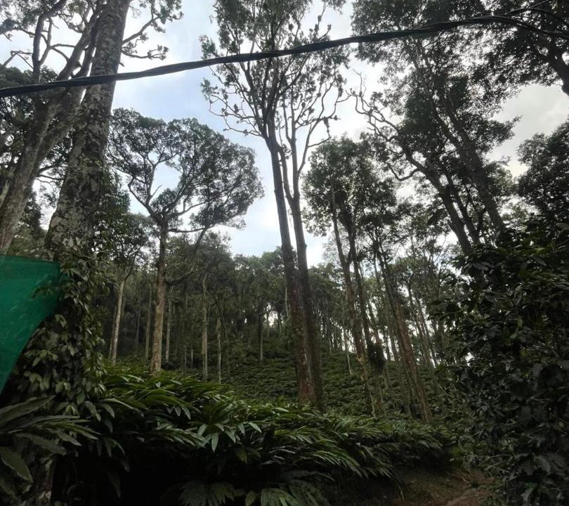 Photo of Outdoor in Devikolam