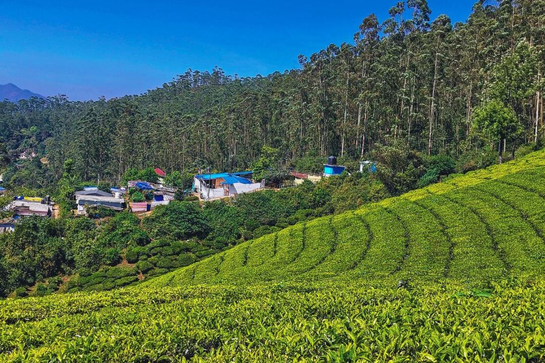 Photo of Others in Devikolam