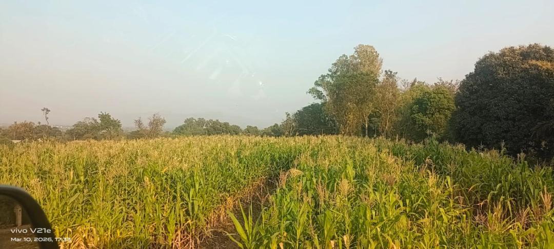 Photo of Others in Wai