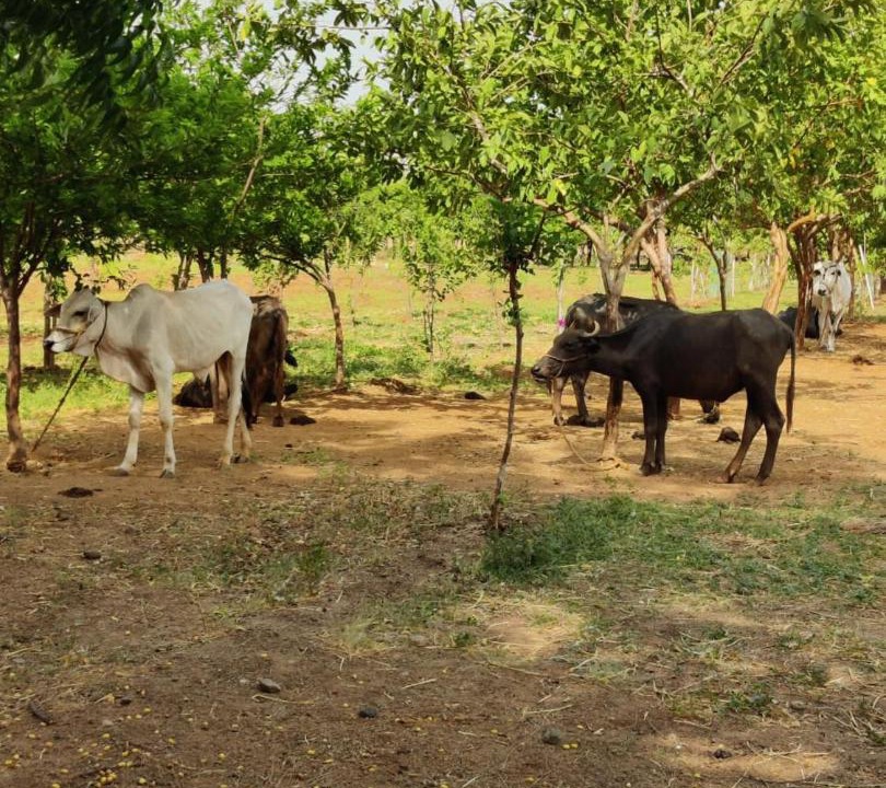 Photo of Others in Sirsilla