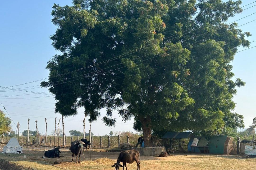 Photo of Others in Sirsilla