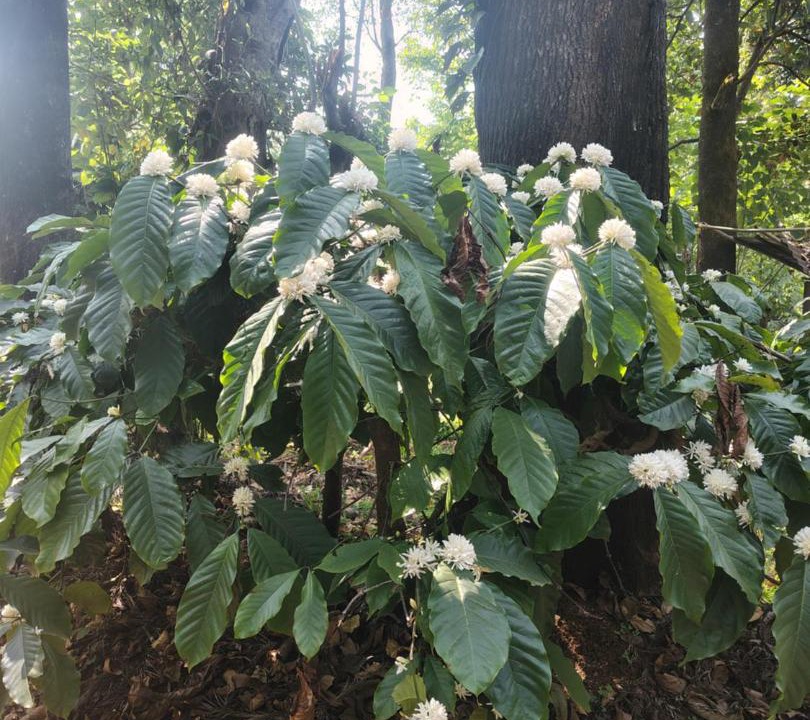 Photo of Outdoor in Madikeri