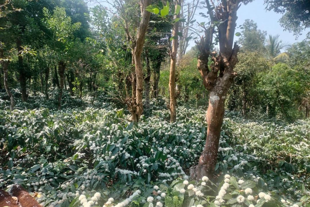Photo of Outdoor in Madikeri