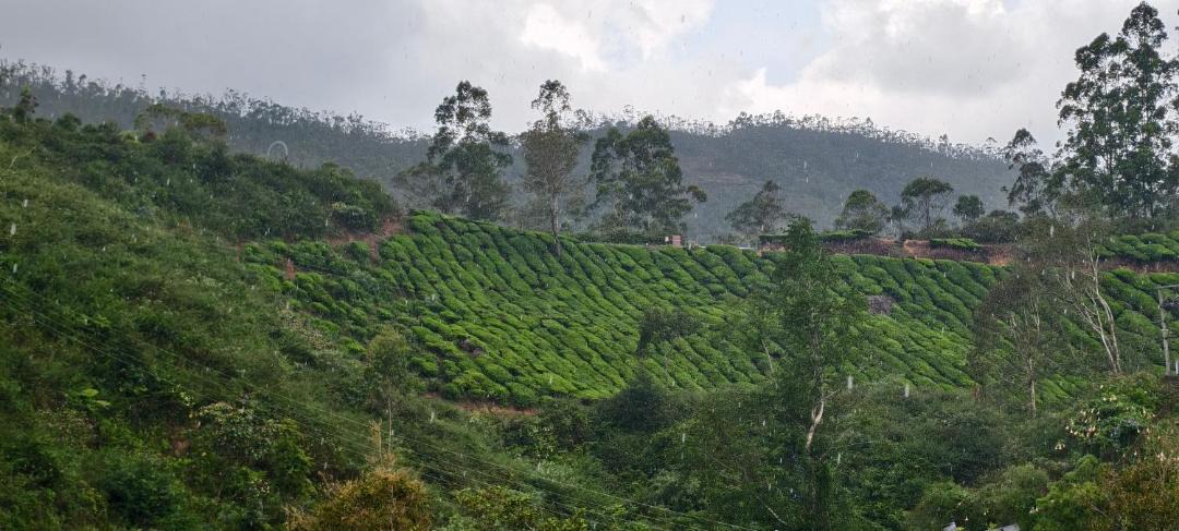 Photo of Others in Munnar