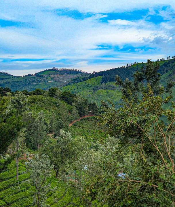 Photo of Others in Coonoor