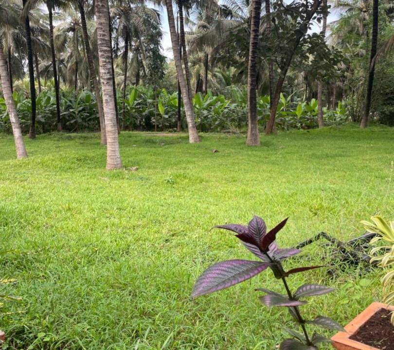 Photo of Outdoor in Pollachi