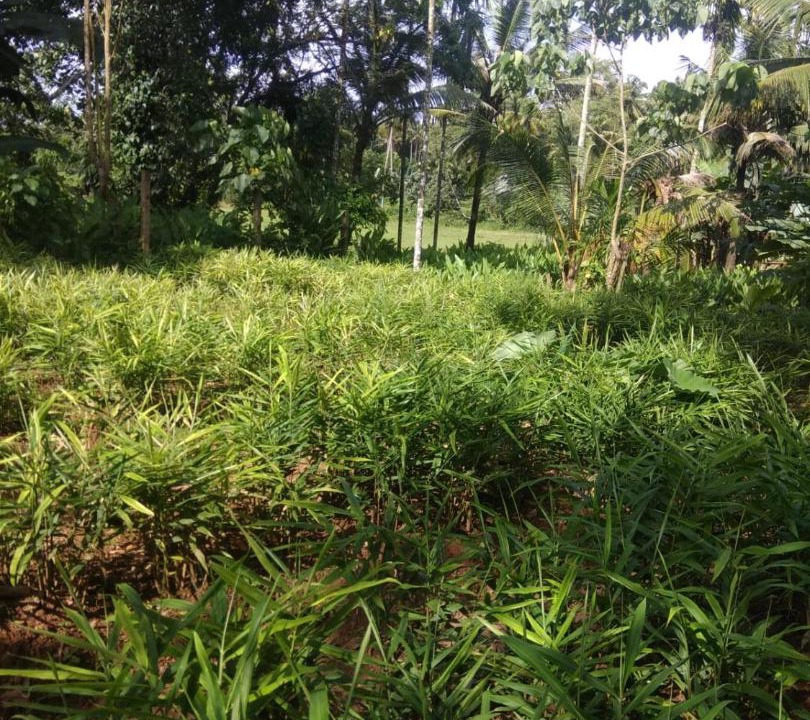 Photo of Others in Irinjalakuda