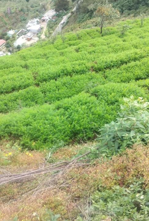 Photo of Others in Kodaikanal