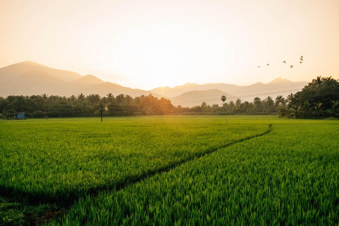 Photo of Others in Tenkasi
