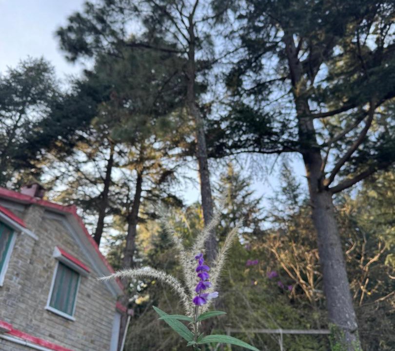Photo of Outdoor in Almora