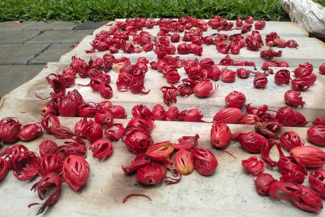 Photo of Others in Devikolam