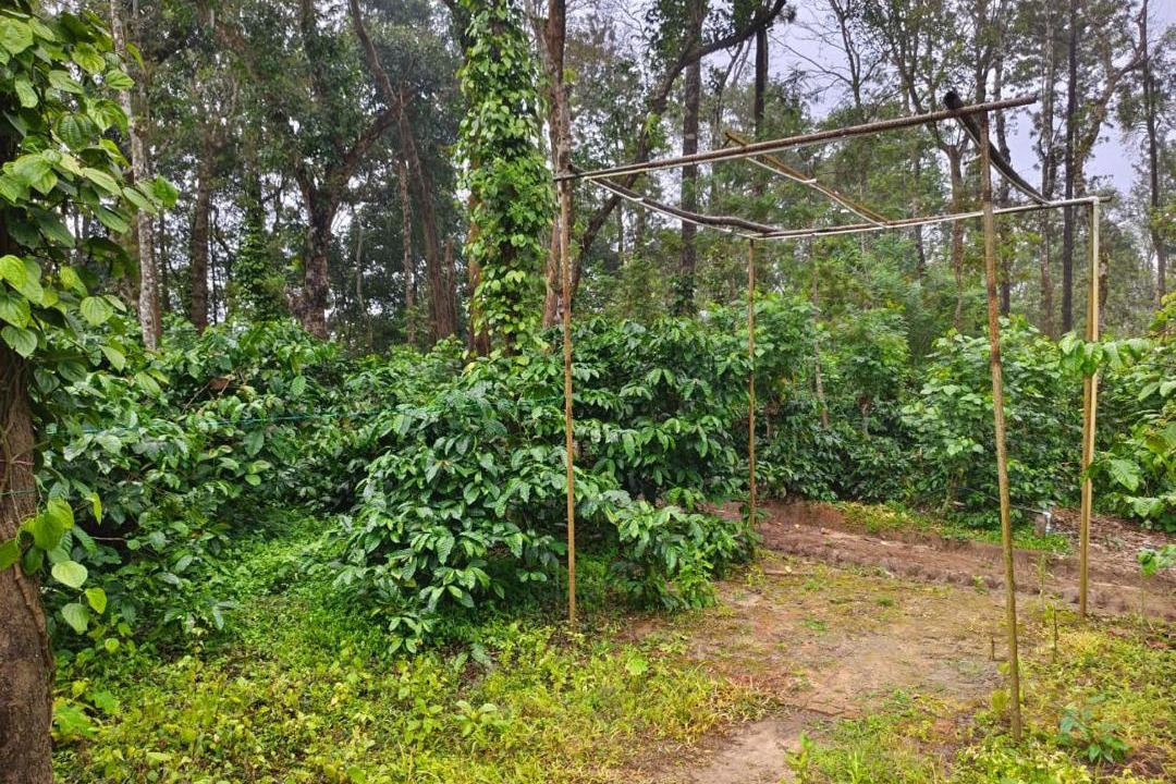 Photo of Others in Sakleshpur