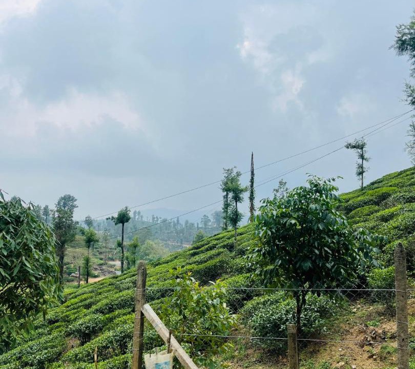 Photo of Others in Valparai