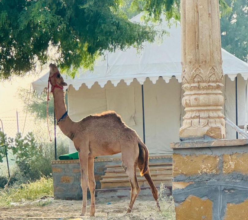 Photo of Others in Kanoi