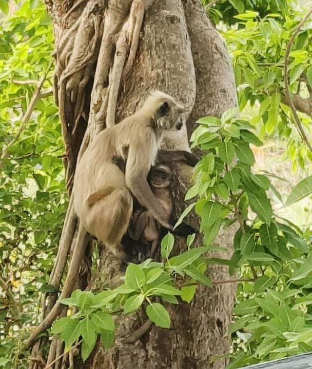 Photo of Others in Mount Abu