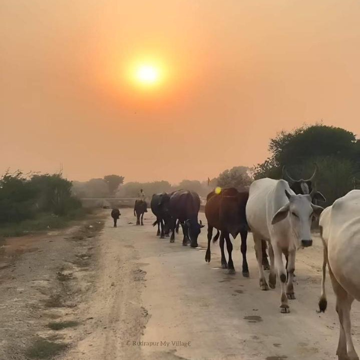 Photo of Others in Kasrawad