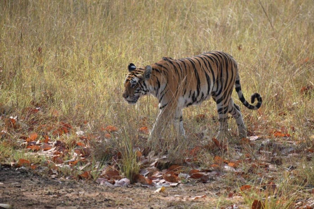 Photo of Others in Khajuraho