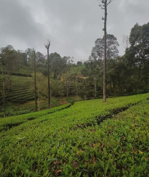 Photo of Others in Valparai