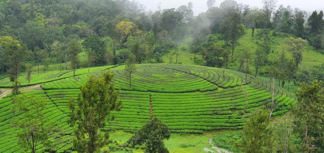 Photo of Others in Valparai