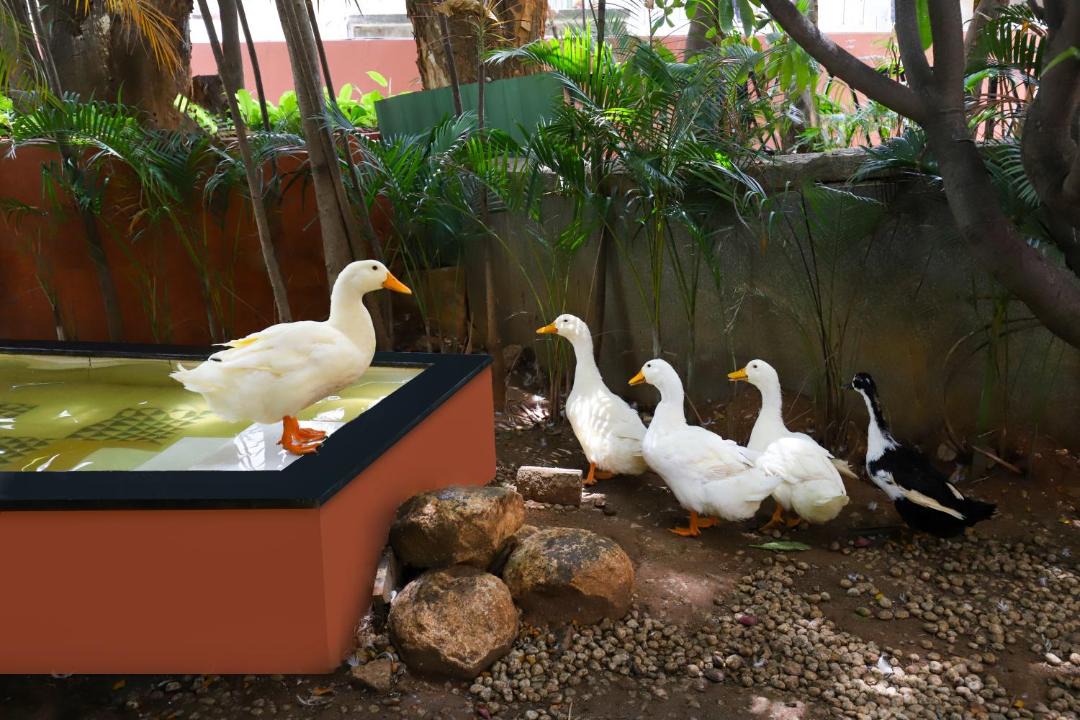 Photo of Others in Narayanappa Garden