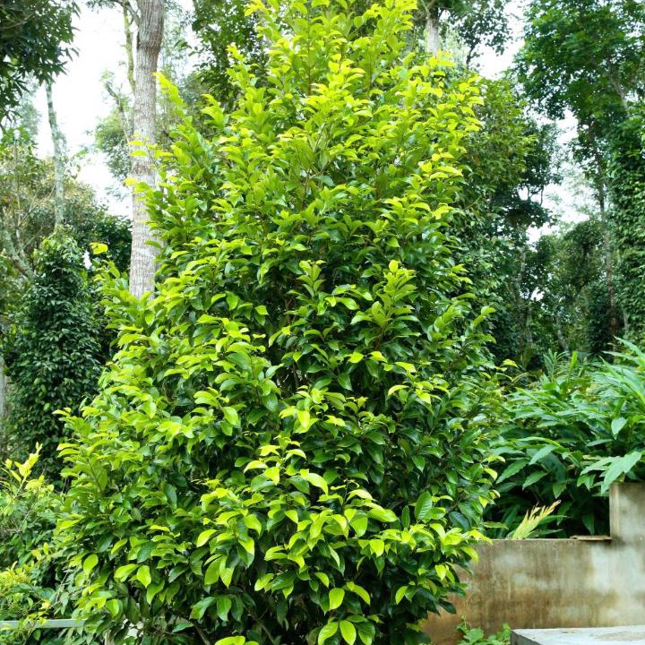 Photo of Others in Thekkady