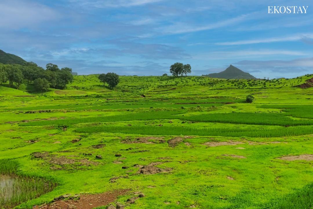 Photo of Others in Igatpuri