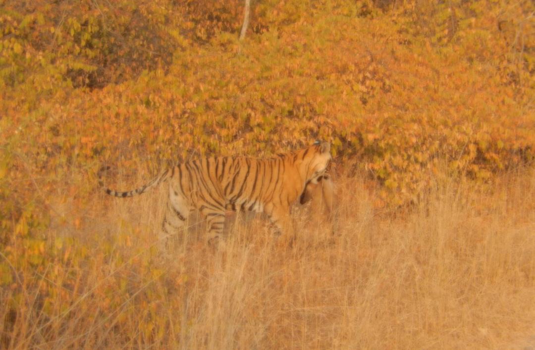Photo of Others in Sawai Madhopur