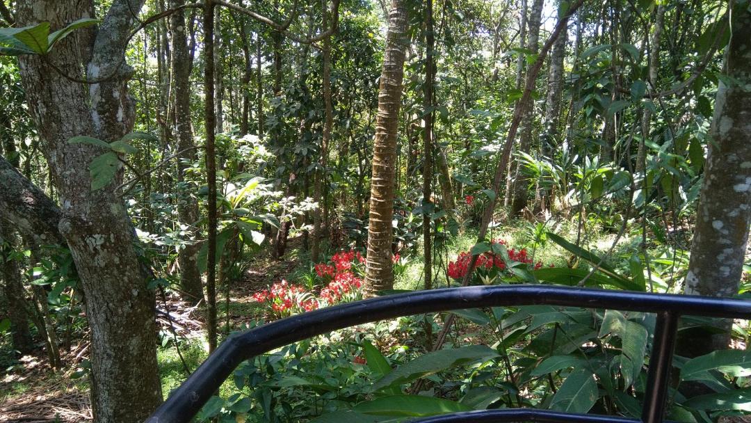 Photo of Others in Thekkady