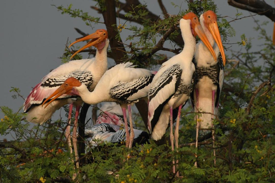 Photo of Others in Bharatpur