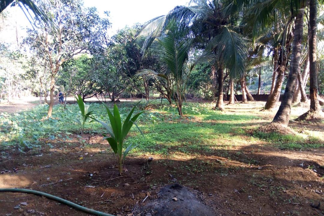 Photo of Outdoor in Mandrem