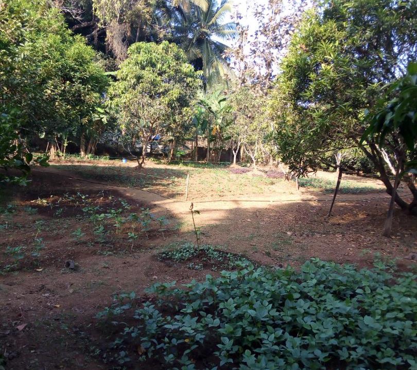 Photo of Others in Mandrem